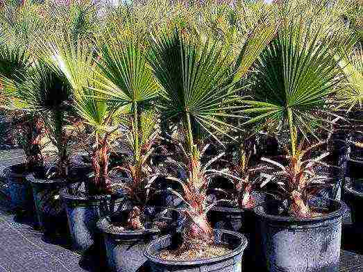 how to grow a palm tree at home