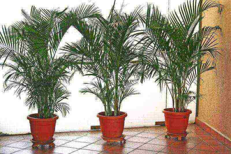how to grow a palm tree at home