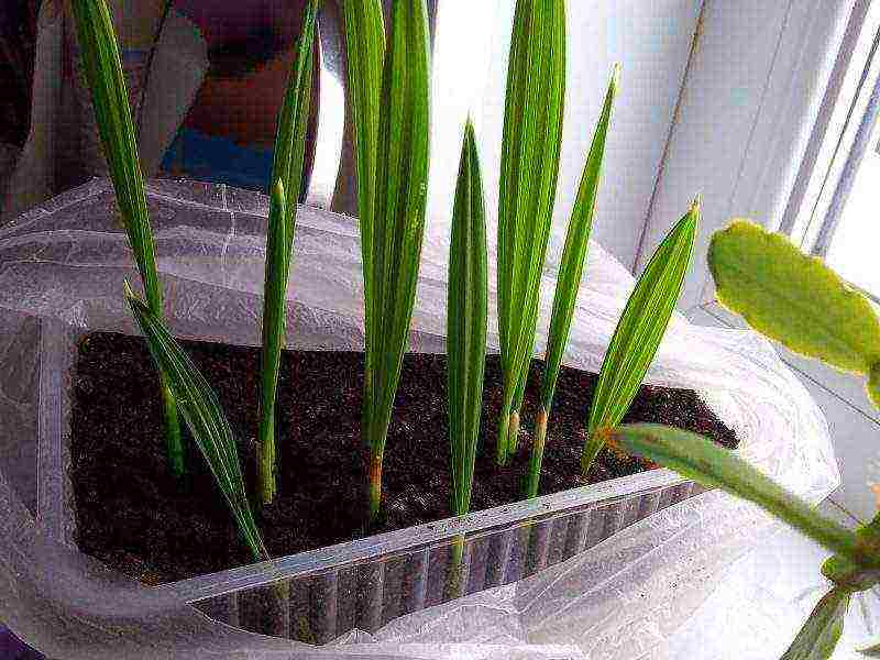 how to grow a palm tree at home