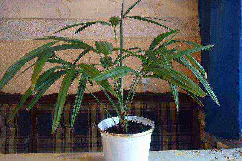 how to grow a palm tree at home