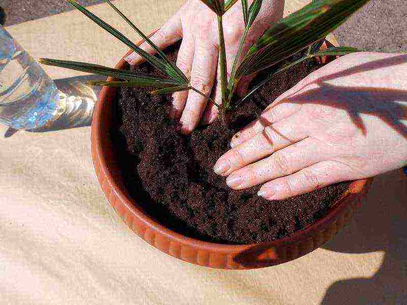 how to grow a palm tree at home