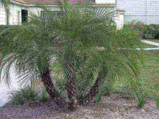 how to grow a palm tree at home