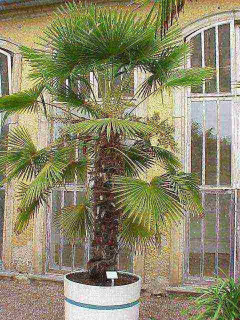 how to grow a palm tree at home