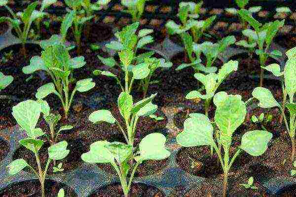 how to grow Chinese cabbage at home