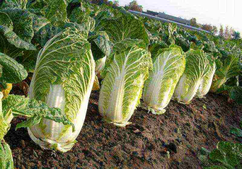 how to grow Chinese cabbage at home