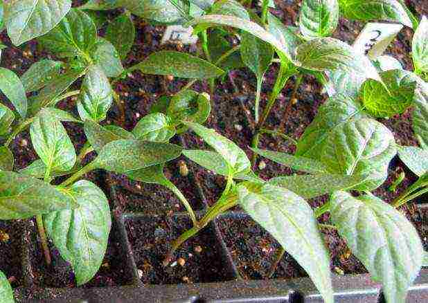 how to grow pepper at home step by step