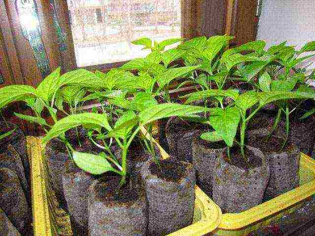 how to grow pepper at home step by step