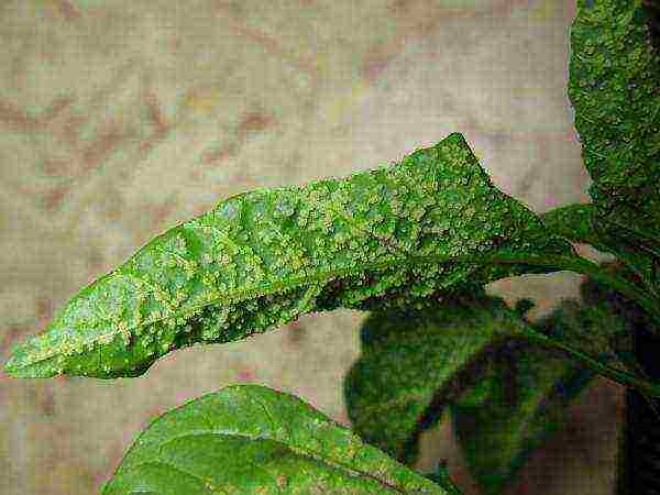 how to grow pepper at home step by step