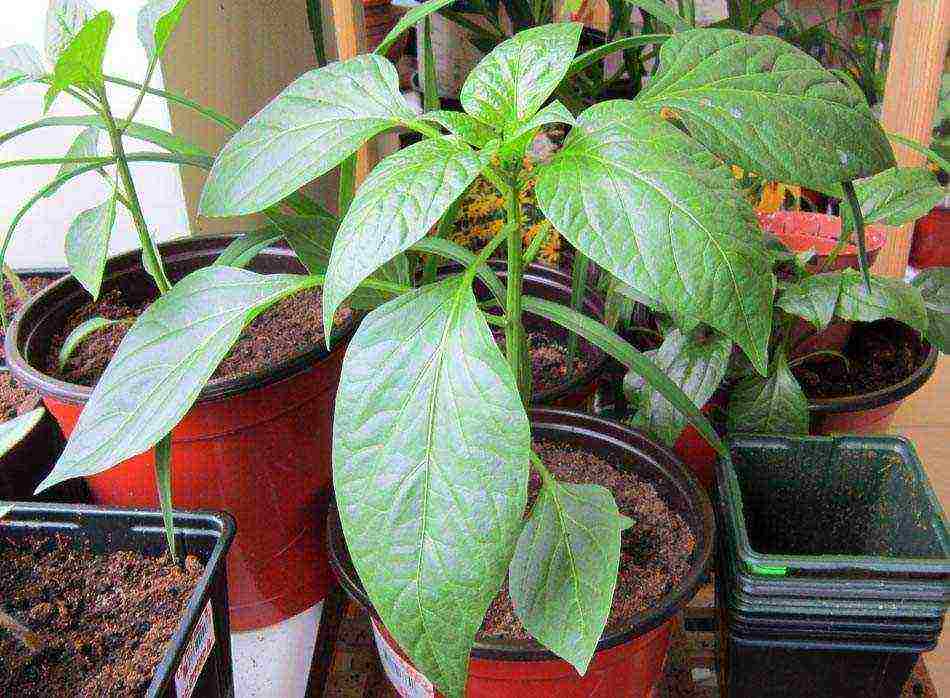 how to grow pepper at home step by step