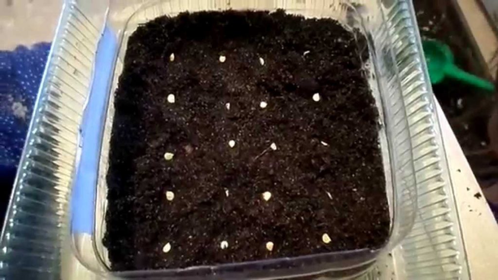 how to grow pepper at home step by step