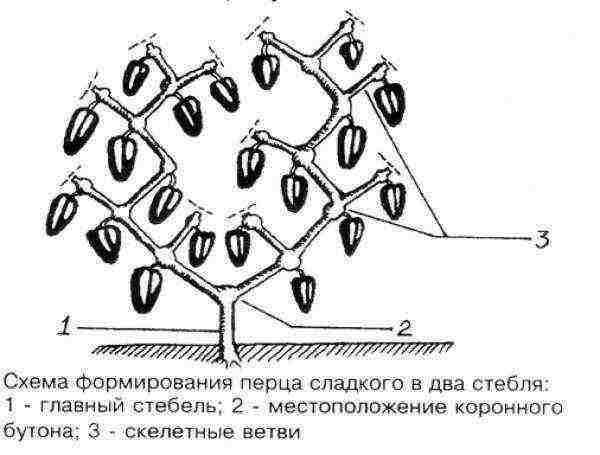 how to grow peppers in a greenhouse bush formation