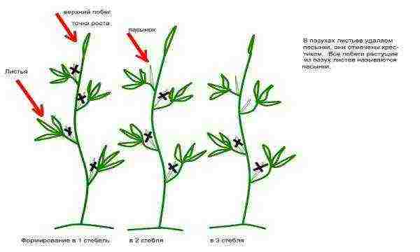 how to grow peppers in a greenhouse bush formation