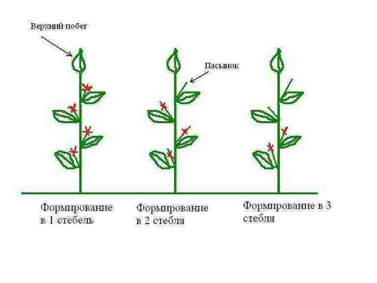 how to grow peppers in a greenhouse bush formation