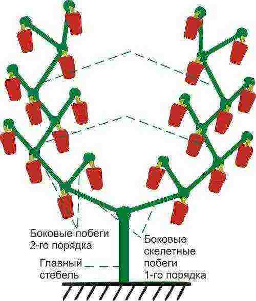 how to grow peppers in a greenhouse bush formation