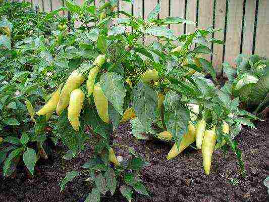 how to grow peppers in a greenhouse bush formation