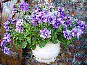 how to grow ampelous petunia at home