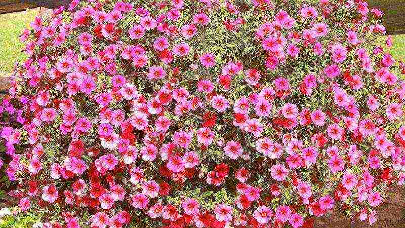 how to grow ampelous petunia at home