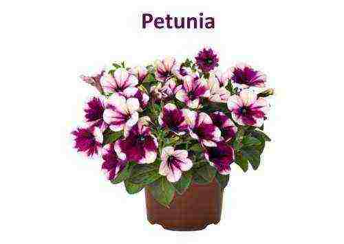 how to grow ampelous petunia at home