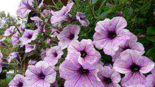 how to grow ampelous petunia at home