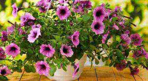 how to grow ampelous petunia at home