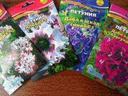 how to grow ampelous petunia at home