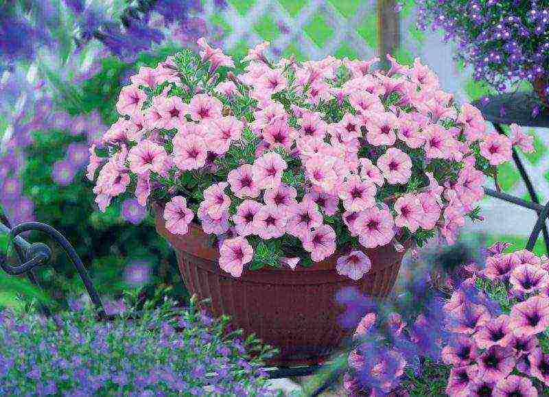 how to grow ampelous petunia at home