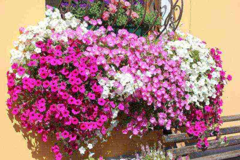 kung paano mapalago ang maraming petunia sa bahay