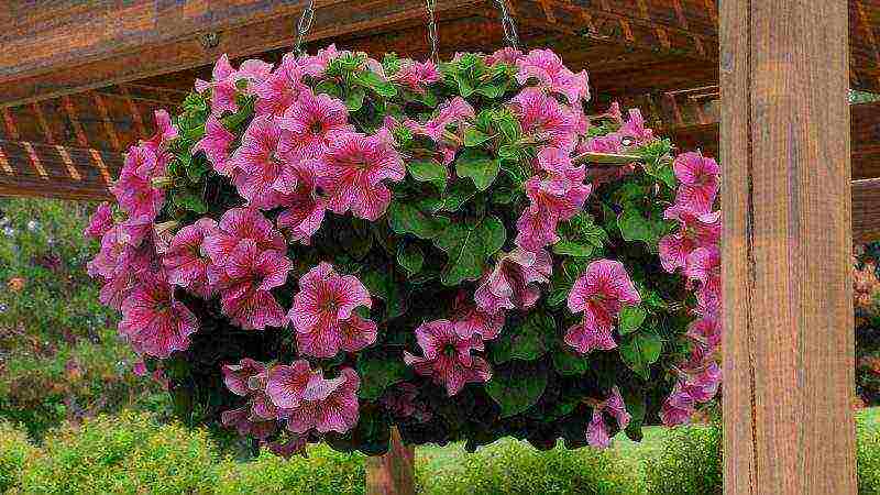 how to grow ampelous petunia at home