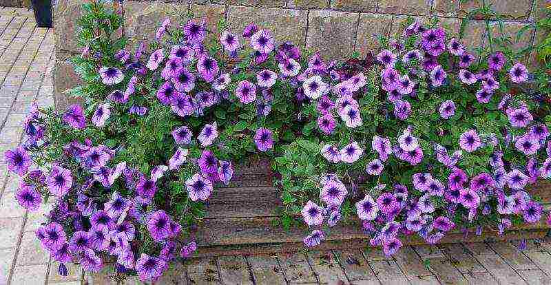 how to grow ampelous petunia at home