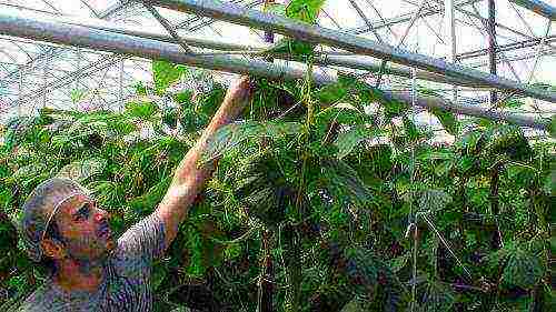 how to grow tomatoes and cucumbers in a greenhouse in winter