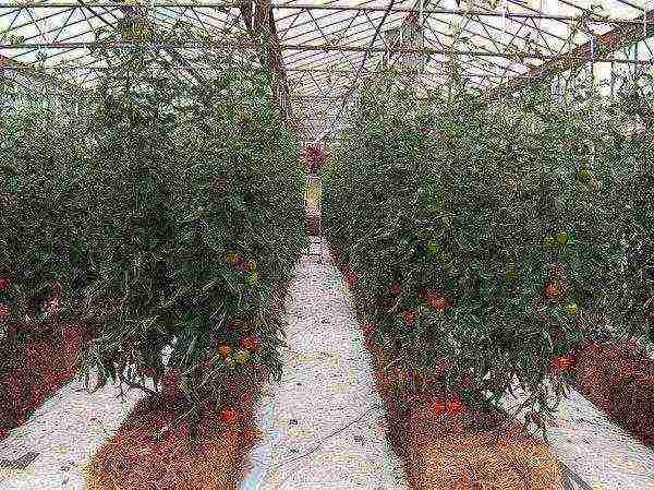 how to grow tomatoes and cucumbers in a greenhouse in winter