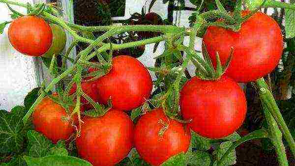 how to grow tomatoes at home