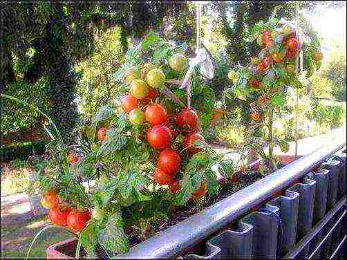 how to grow tomatoes at home on the balcony