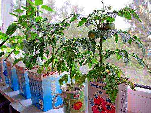 how to grow tomatoes at home on the balcony