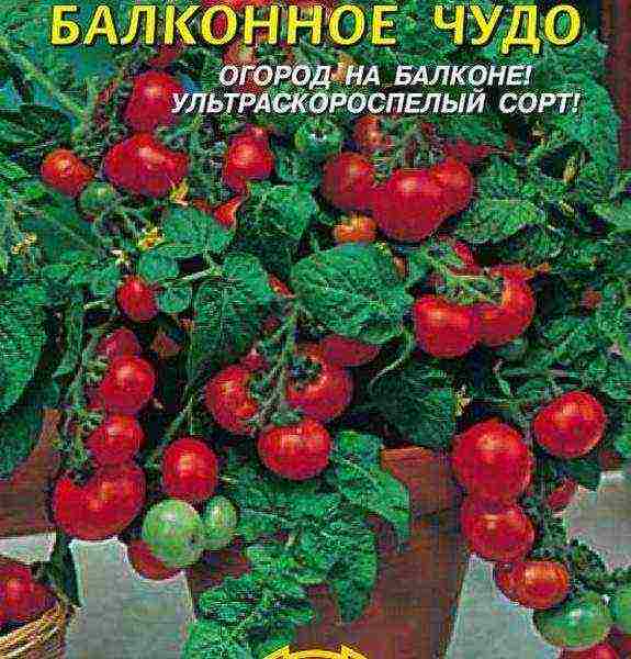 how to grow tomatoes at home on the balcony