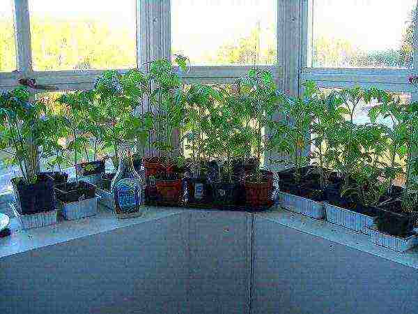 how to grow tomatoes at home on the balcony