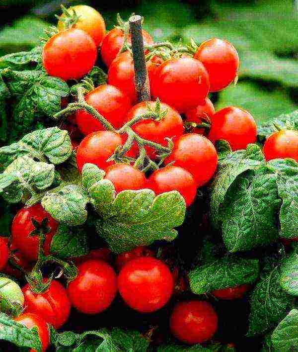 how to grow tomatoes at home on the balcony