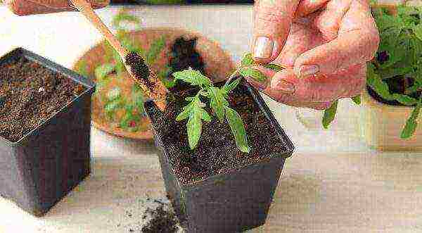 how to grow tomatoes at home on the balcony