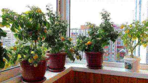 how to grow tomatoes at home on the balcony