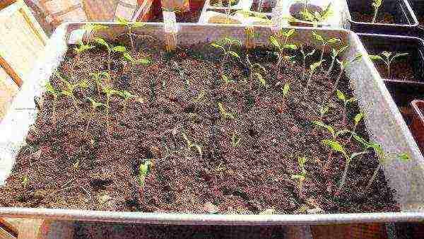 kako uzgajati rajčice kod kuće na prozorskoj dasci