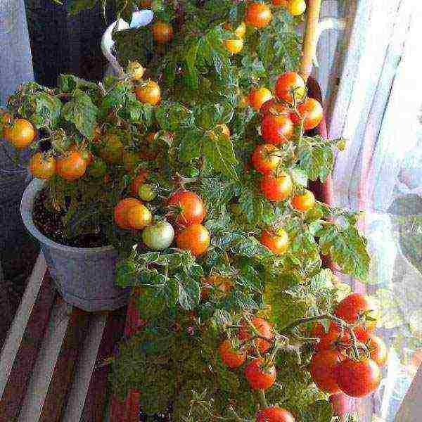 kung paano palaguin ang mga kamatis sa bahay sa isang windowsill