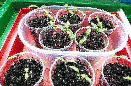 how to grow tomatoes at home on a windowsill