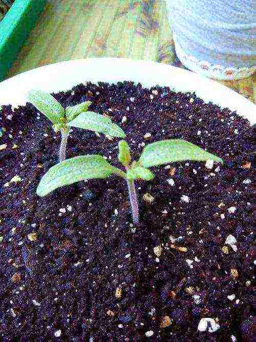 kung paano palaguin ang mga kamatis sa bahay sa isang windowsill