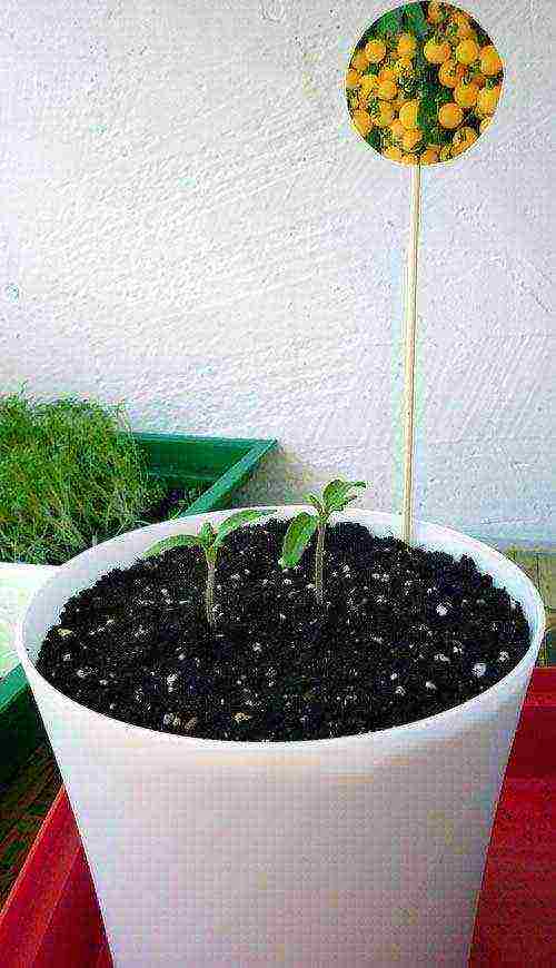 how to grow tomatoes at home on a windowsill