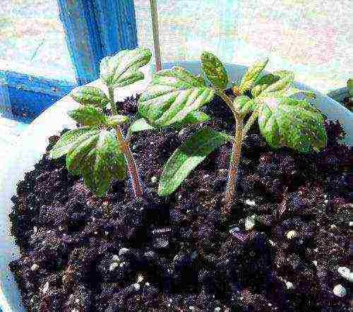 kung paano palaguin ang mga kamatis sa bahay sa isang windowsill