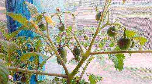how to grow tomatoes at home on a windowsill