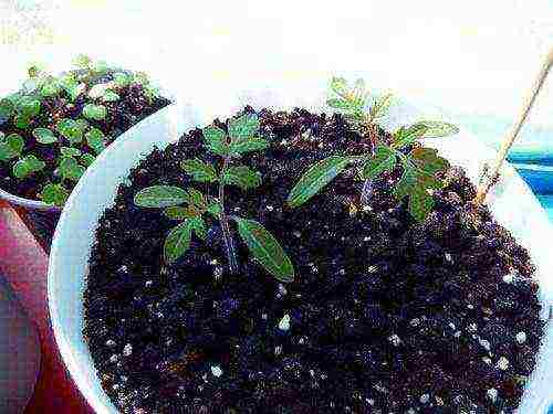 how to grow tomatoes in pots on a windowsill