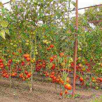 how to grow tomatoes outdoors in the south