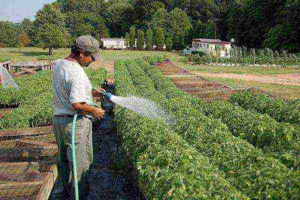 how to grow tomatoes outdoors in the south