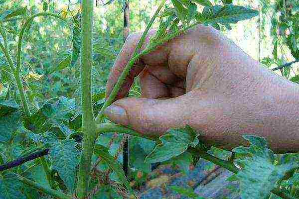 how to grow tomatoes outdoors in the south